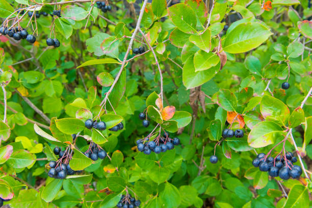 istock Shrub and berries of chokeberry 1050764014