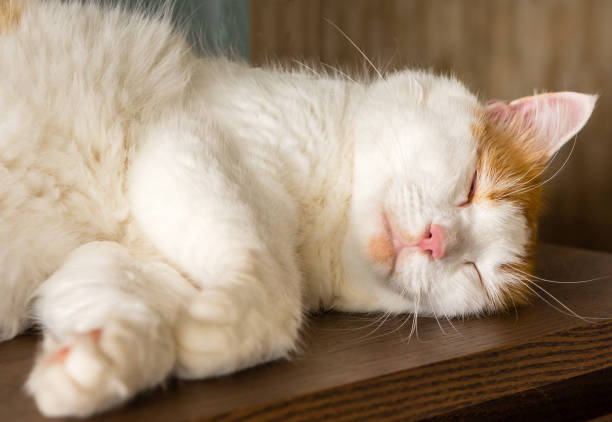 istock The sweetest dreams when the cat sleeps on the left side 1050764094