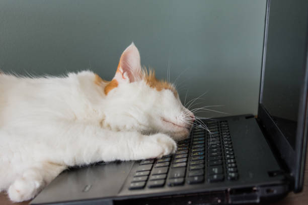 istock Tired  cat fell asleep on the keyboard 1050764160
