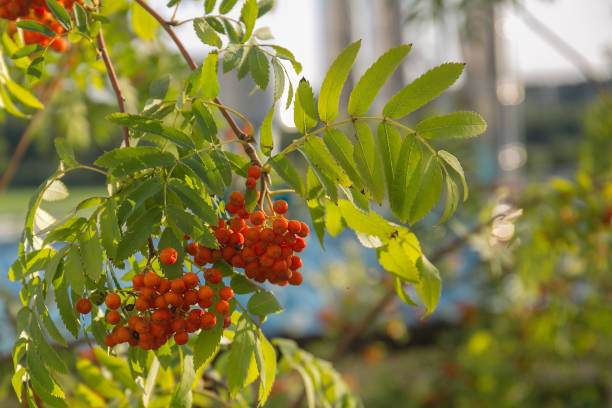 roten eberesche auf einem ast, makro-foto mit selektiven focus.autumnal bunt rot rowan branch.red reif rowan berry branch.bunch von orange ebereschenbeere - berry fruit fruit ash autumn stock-fotos und bilder