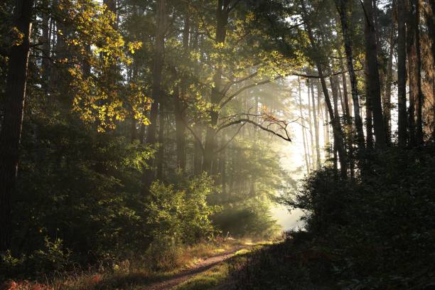 istock Autumn forest at sunrise 1050770282