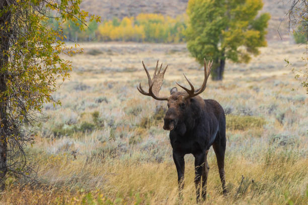 istock Bull Shiras Moose in Rut 1050772520