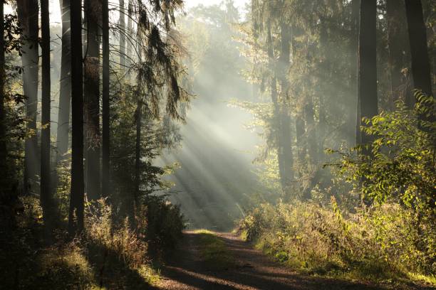 istock Doggy autumn forest at dawn 1050773066