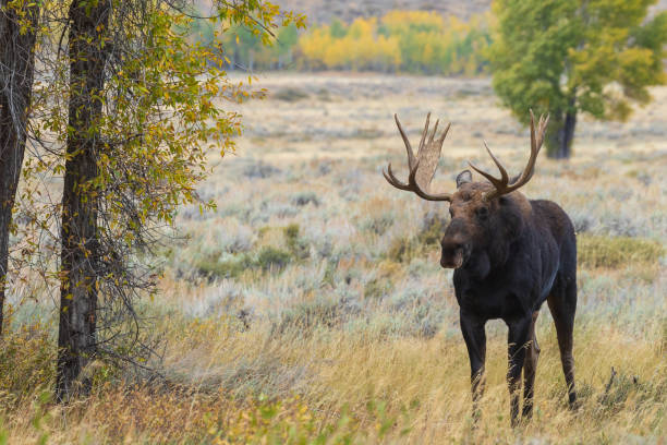 istock Bull Shiras Moose in Rut 1050773416