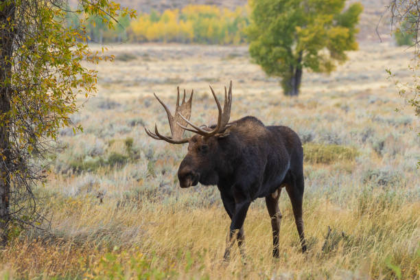 istock Bull Shiras Moose in Rut 1050774564
