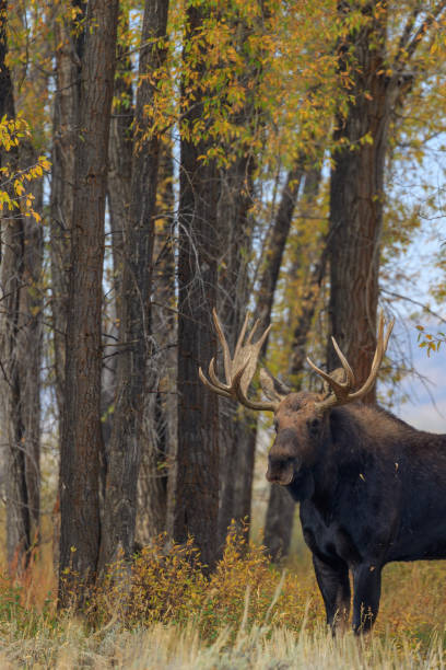 istock Bull Shiras Moose in Rut 1050778248