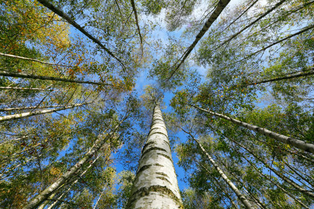 istock Plantation of birch trees in Autumn 1050778328