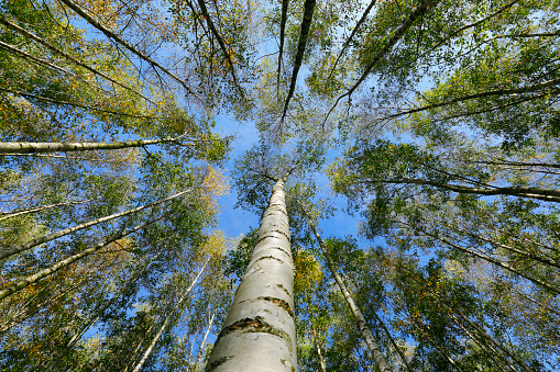 Birch tree forest in the town forest of Cologne, Germany