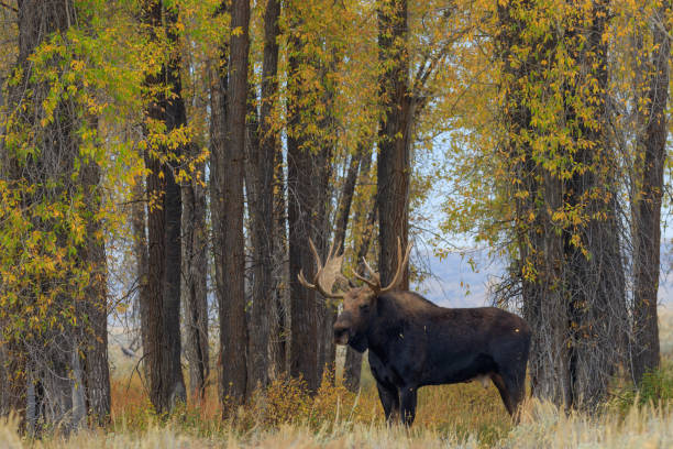 istock Bull Shiras Moose in Rut 1050779996