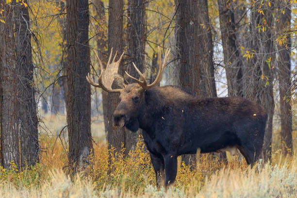 istock Bull Shiras Moose in Rut 1050780302