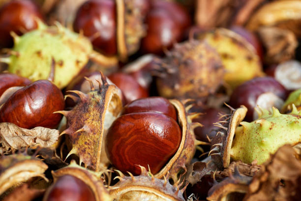 istock Fallen chestnuts and leaves. Autumn sign. 1050781372