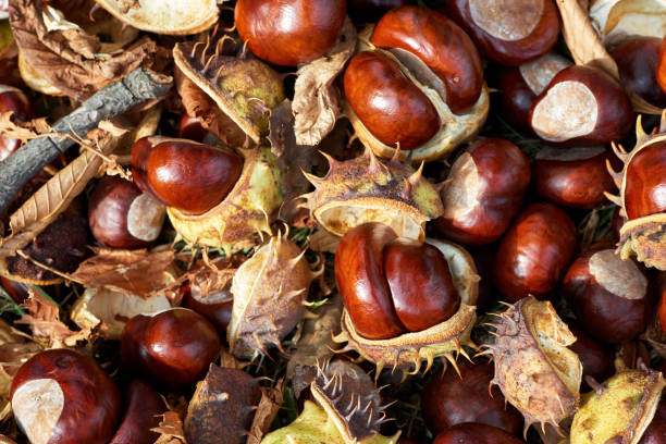 istock Fallen chestnuts and leaves. Autumn sign. 1050781990