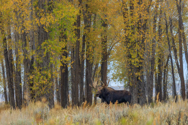 istock Bull Shiras Moose in Rut 1050783148