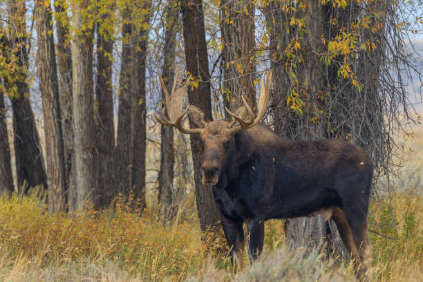 istock Bull Shiras Moose in Rut 1050783234