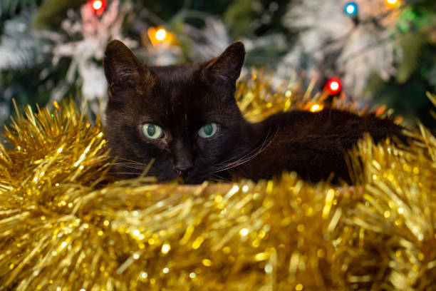 istock Black cat sitting and watching through Christmas tinsel. 1050787200
