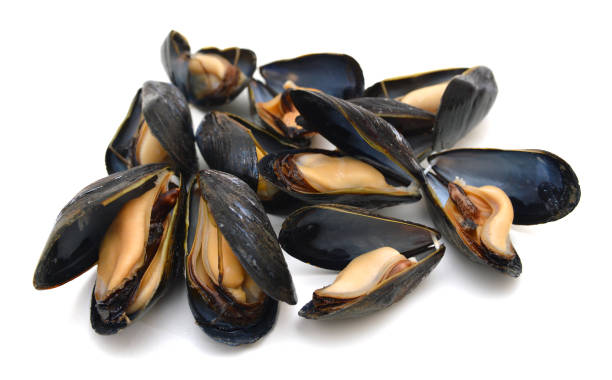 istock group of boiled mussels in shells isolated on white background 1050792116