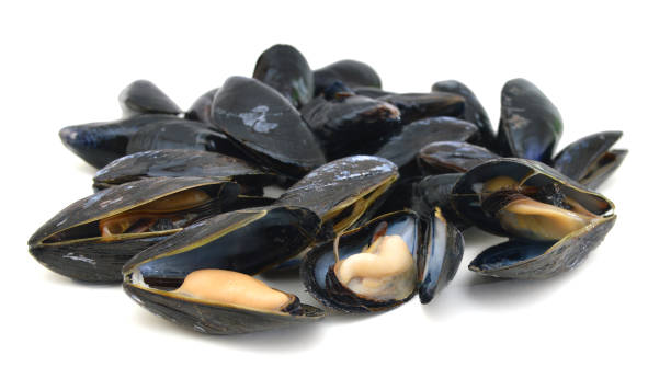istock group of boiled mussels in shells isolated on white background 1050792778