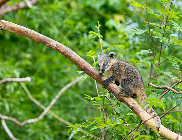 nasua - coati - fotografias e filmes do acervo