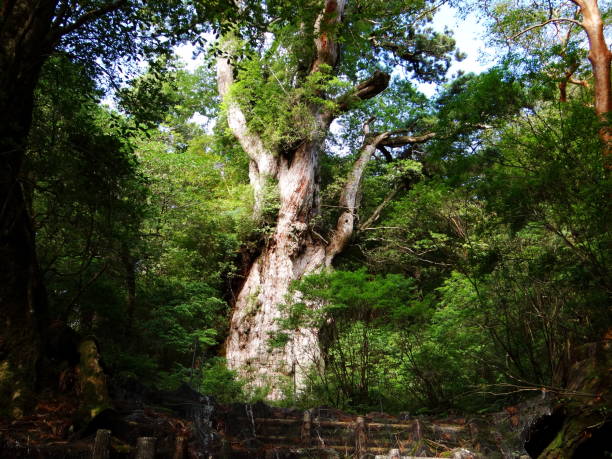 jomon cedro - unesco world heritage site day sunlight tree - fotografias e filmes do acervo