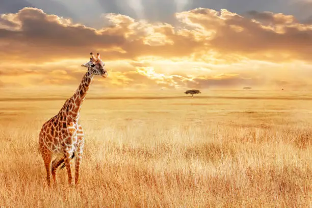 Photo of Lonely giraffe in the African savannah. Wild nature of Africa. Artistic African image.