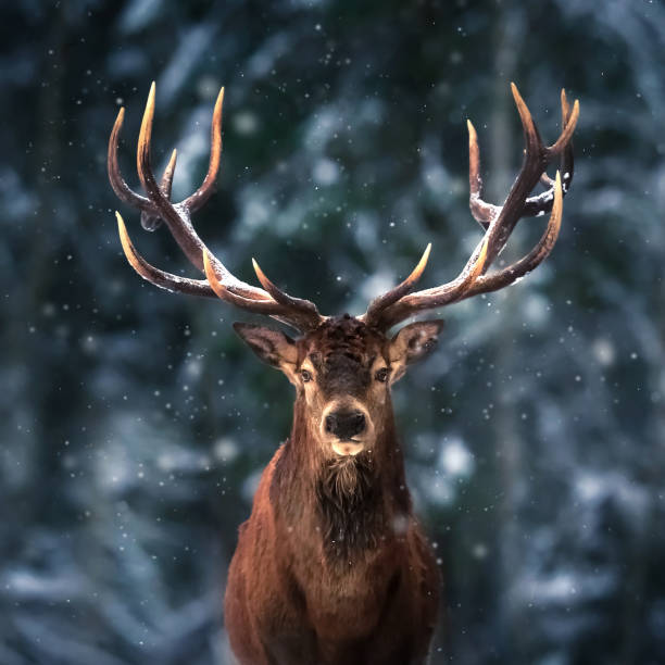 istock Noble deer male in winter snow forest. Square image. 1050794550