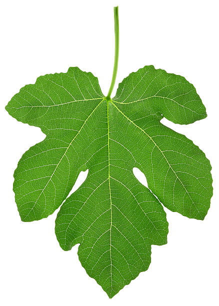 feigenblatt leaf - fig leaf stock-fotos und bilder