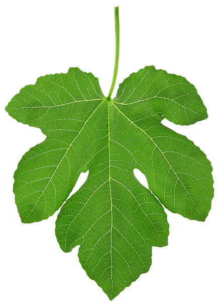 feuille de figuier - fig leaf photos et images de collection