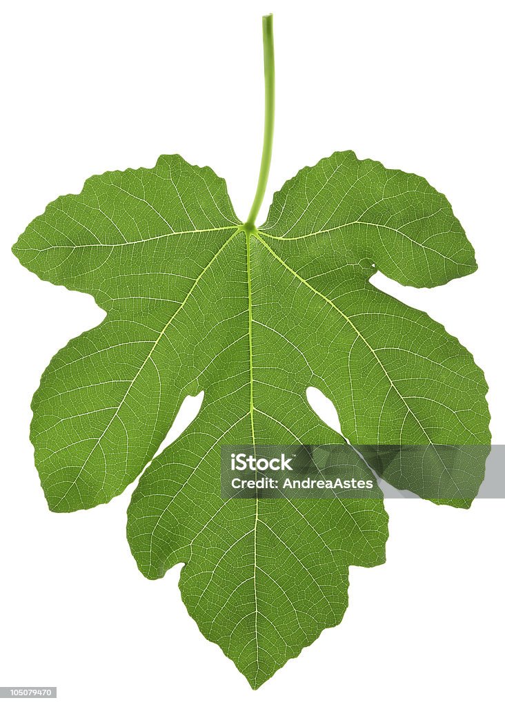 Lone fig leaf on white background single fig leaf XXL isolated on white with clipping path Fig Leaf Stock Photo