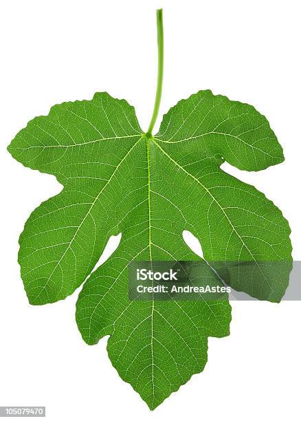 Lone Fig Leaf On White Background Stock Photo - Download Image Now - Fig Leaf, White Background, Cut Out