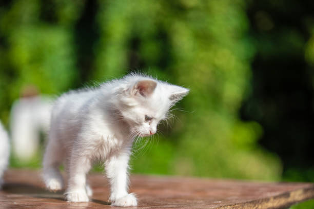 Many small kittens  on blurred green background