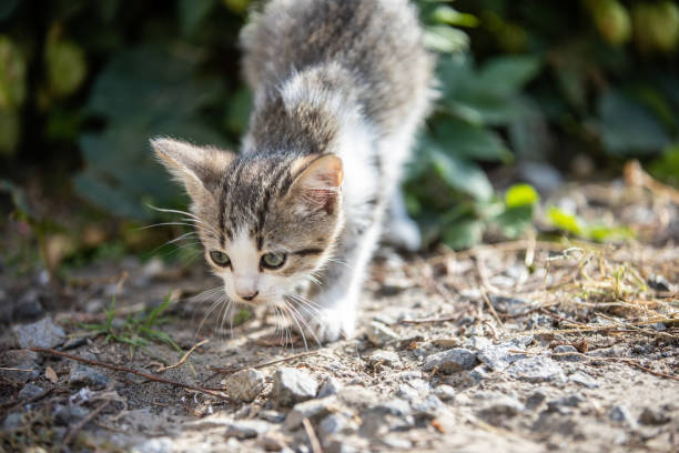 istock Striped small kitten  in the grass  at morning 1050794772