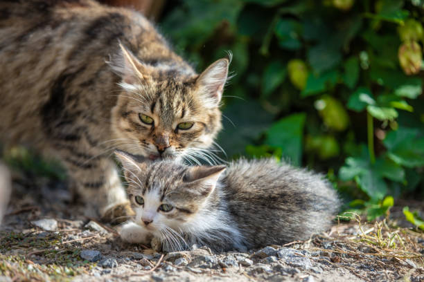 istock Little kitten with her mom lie on the grass. Beautiful bokeh 1050794846