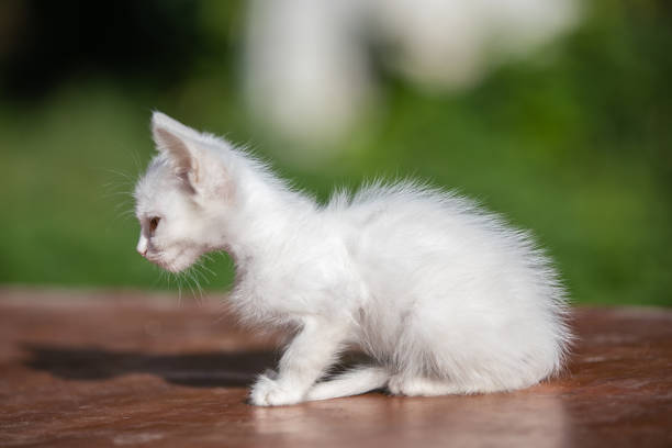 White kitten in the grass on blurred green background