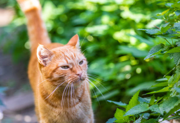 istock Red striped cat in the grass with blurred green background 1050795076