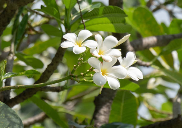 istock bouquet white plumeria 1050796676