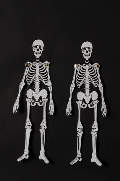 istock Paper skeletons against black background. 1050796962