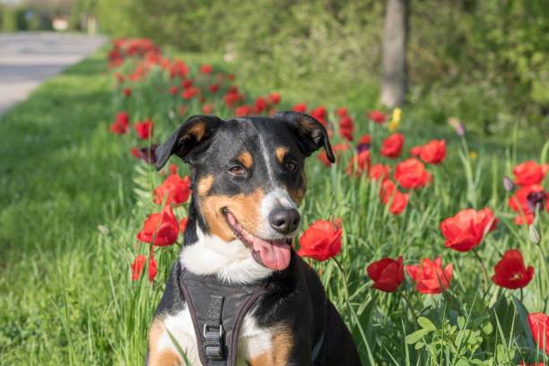 istock Appenzeller Sennenhund sits in tulips 1050797166