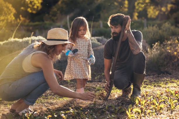 Young family working together in their farm Family of three working in their farm. Father, mother and daughter gardening with tools. the farmer and his wife pictures stock pictures, royalty-free photos & images