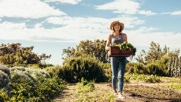 istock Female farmer walking through the field with fresh harvest 1050800036