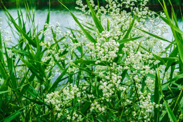 Aquatic plants – bulrush green leaves and cowbane or water hemlock - Cicuta virosa- with small white flowers, growing on a river bank.