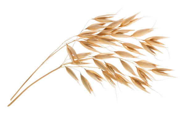 Oat plant isolated on white without shadow Oat plant isolated on white without shadow oat crop photos stock pictures, royalty-free photos & images