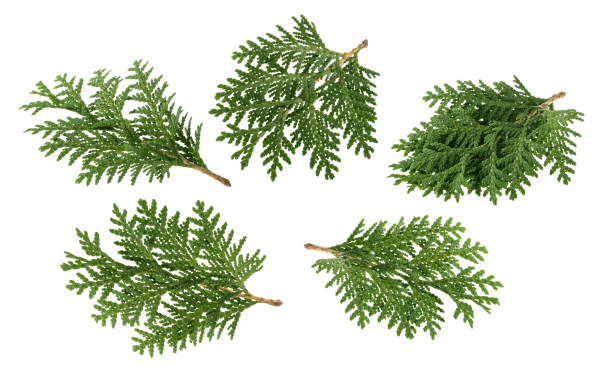 影なし白で隔離 thuja の枝 - pine tree pine cone branch isolated ストックフォトと画像