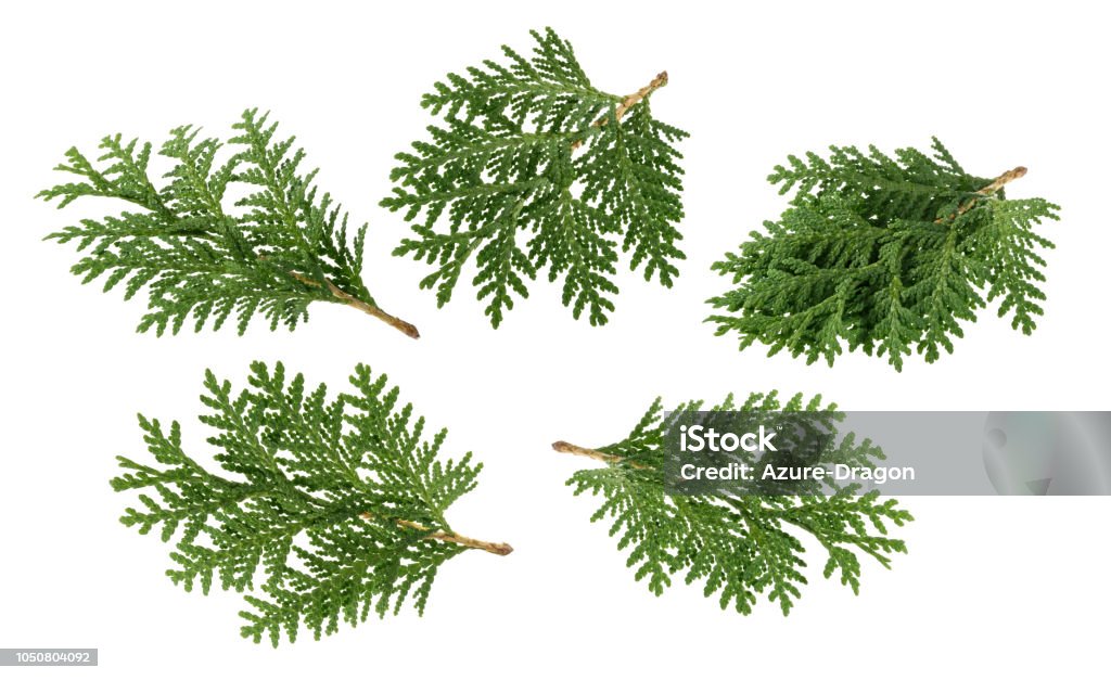 Branch of thuja isolated on white without shadow Cedar Tree Stock Photo