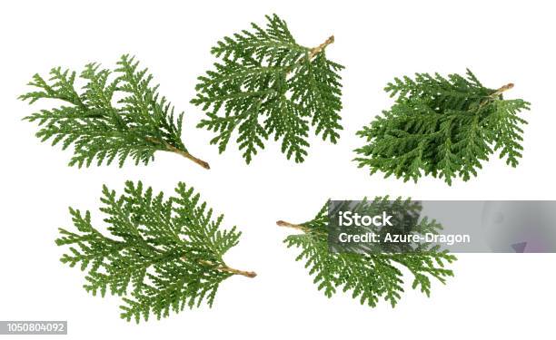Branch Of Thuja Isolated On White Without Shadow Stock Photo - Download Image Now - Cedar Tree, Leaf, White Background
