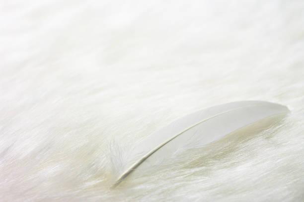 feather on white fake fur