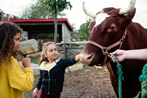 Two mixed-race little girls petting a placid tamed bull on a farm. Bull seems to like being stroked and girls are impressed. Girls are wearing warm clothes on a sunny autumn day. Horizontal waist up outdoors shot with copy space.