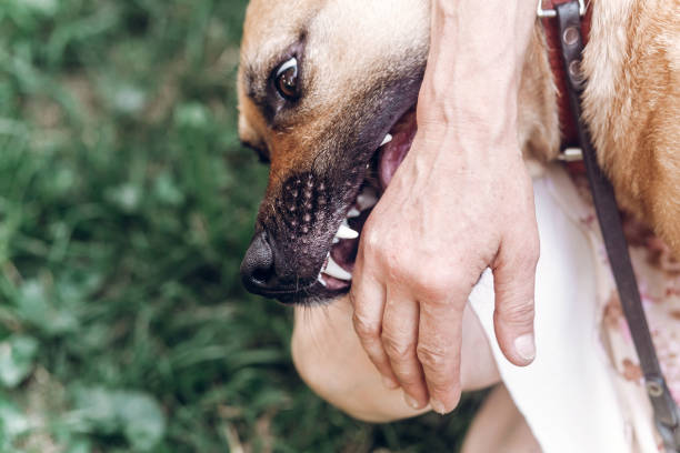 Friendly owner playing with dog, emotional dog pretending to bite hand close-up, animal adoption concept stock photo