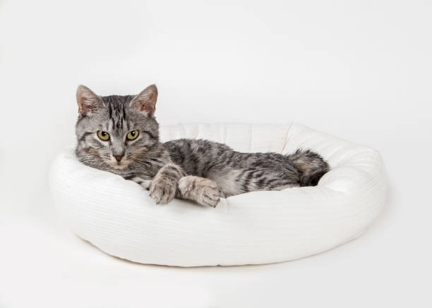 istock gray cat in a stool on a white background 1050806064