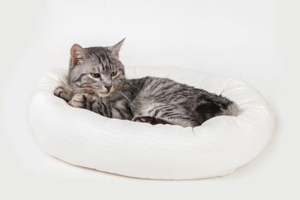 istock gray cat in a stool on a white background 1050806070