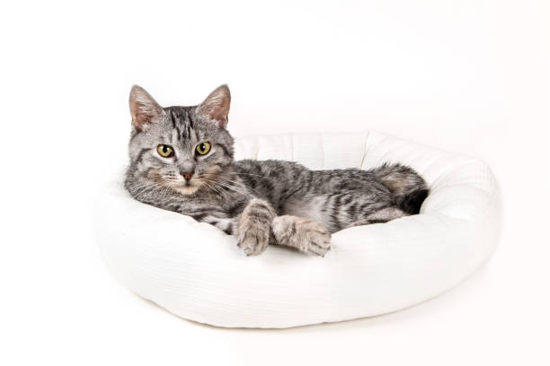 istock gray cat in a stool on a white background 1050806098